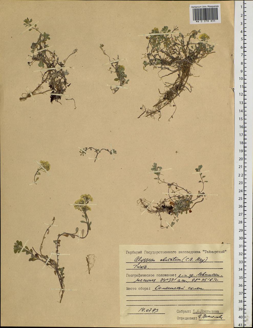 Odontarrhena obovata C. A. Mey., Siberia, Central Siberia (S3) (Russia)