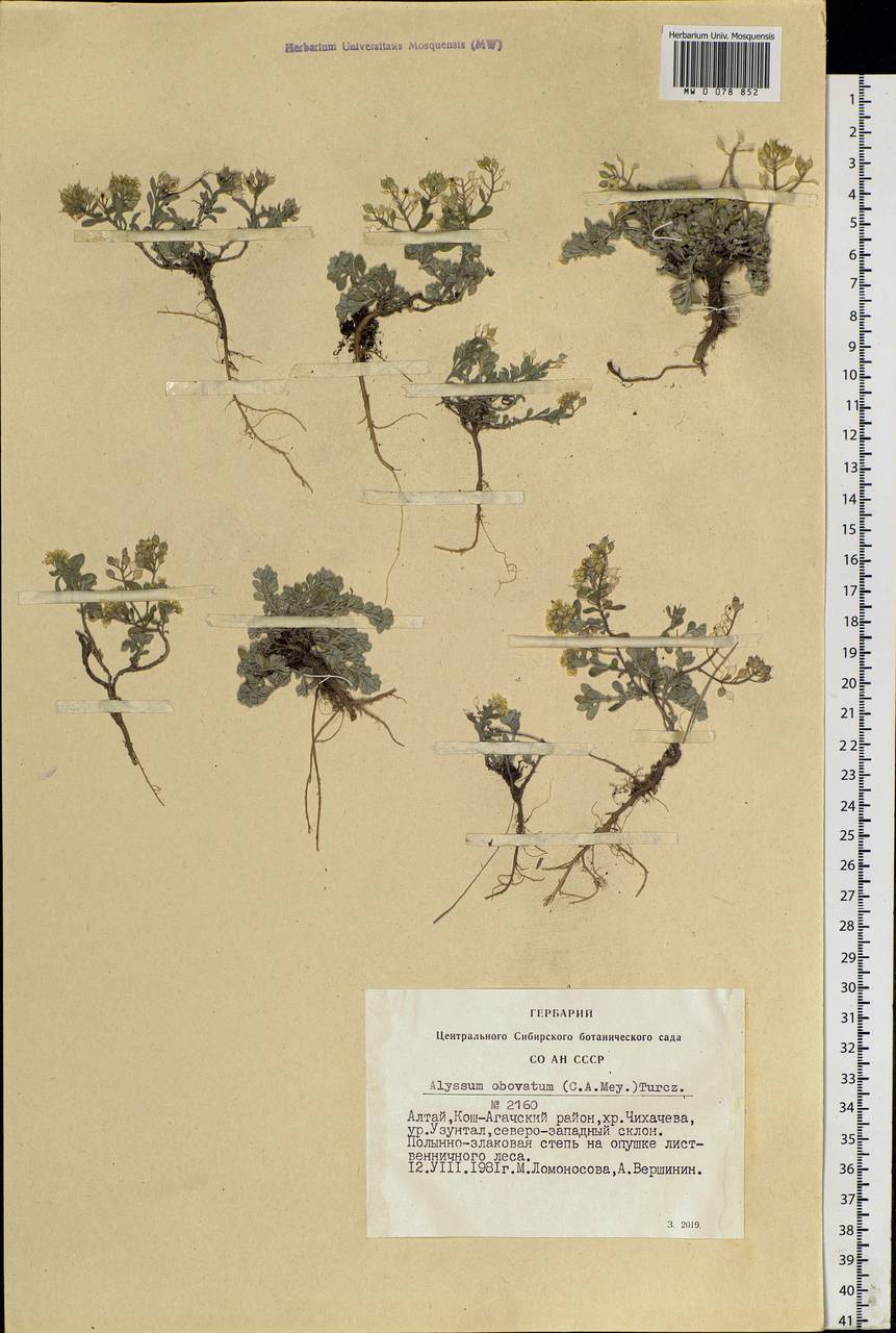 Odontarrhena obovata C. A. Mey., Siberia, Altai & Sayany Mountains (S2) (Russia)