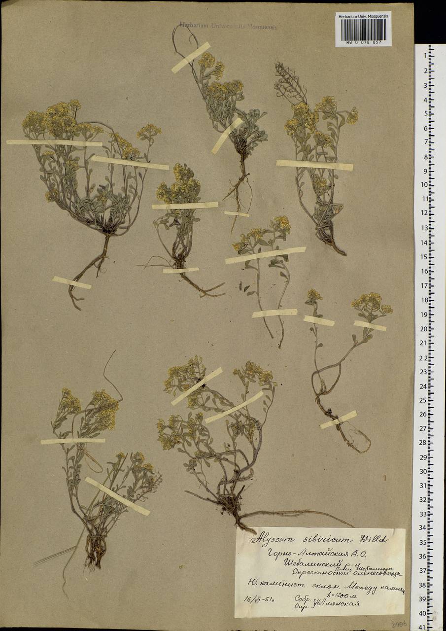 Odontarrhena obovata C. A. Mey., Siberia, Altai & Sayany Mountains (S2) (Russia)