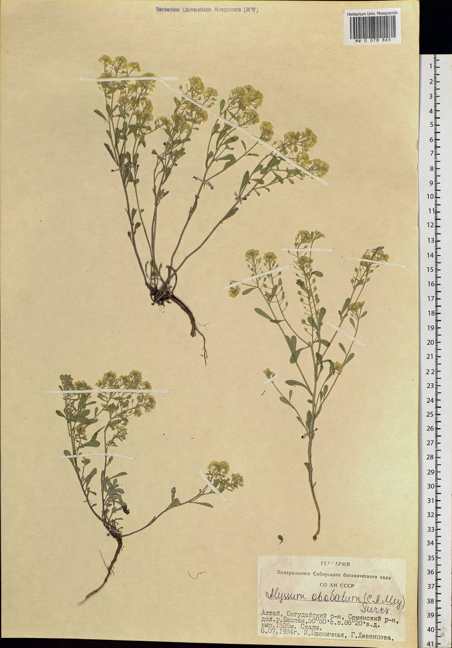 Odontarrhena obovata C. A. Mey., Siberia, Altai & Sayany Mountains (S2) (Russia)