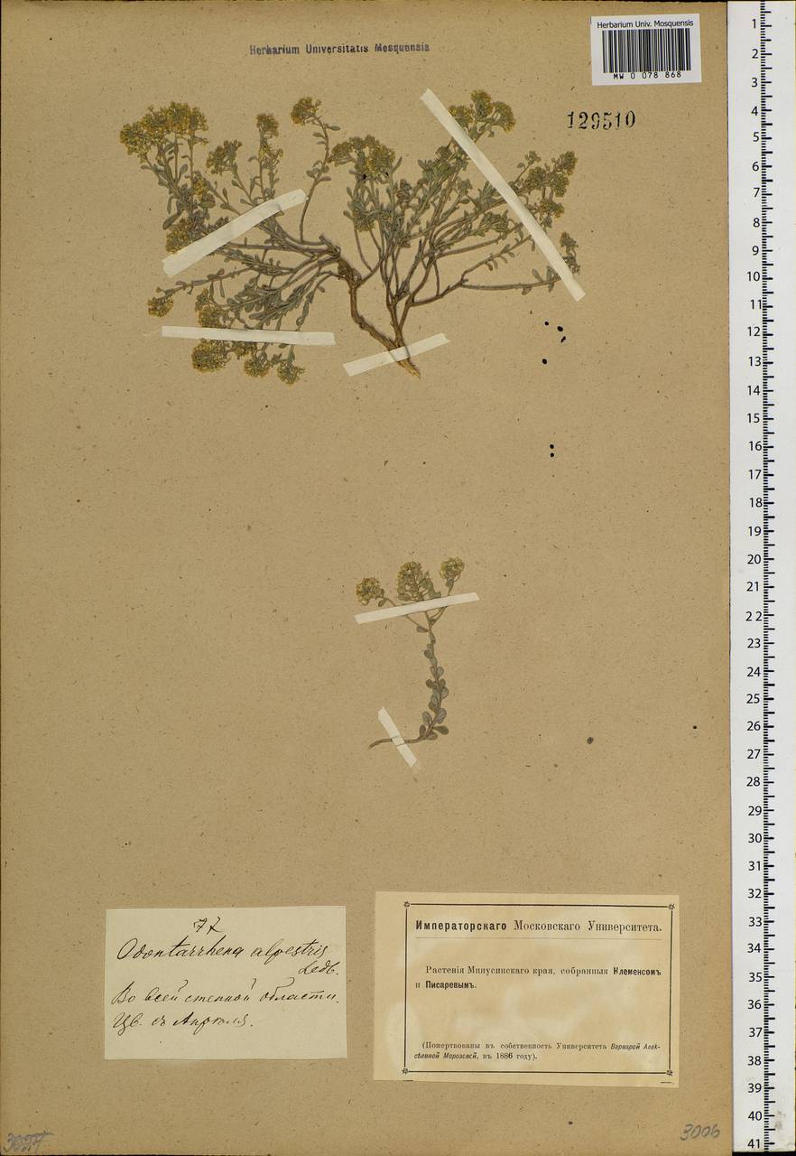 Odontarrhena obovata C. A. Mey., Siberia, Altai & Sayany Mountains (S2) (Russia)