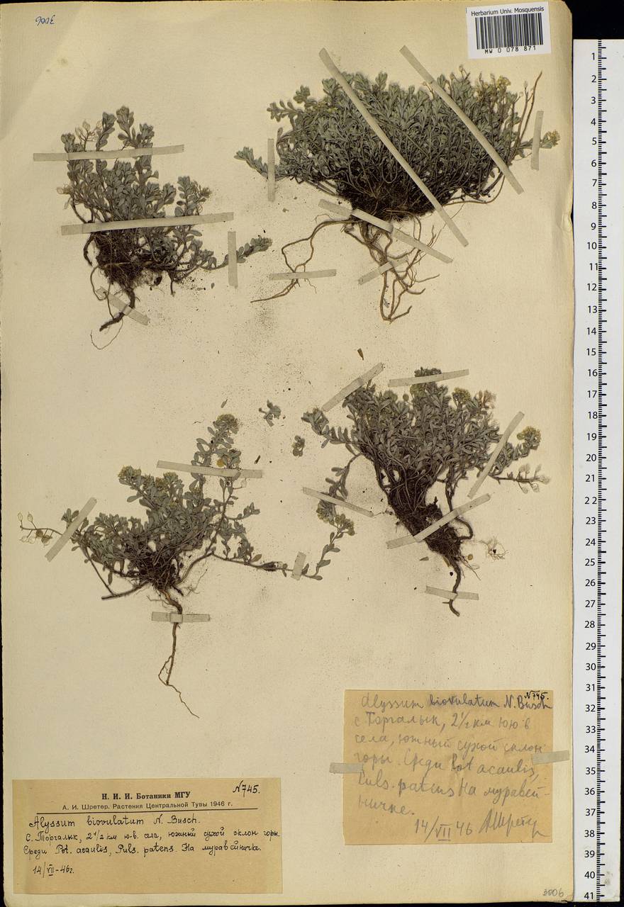 Odontarrhena obovata C.A.Mey., Siberia, Altai & Sayany Mountains (S2) (Russia)