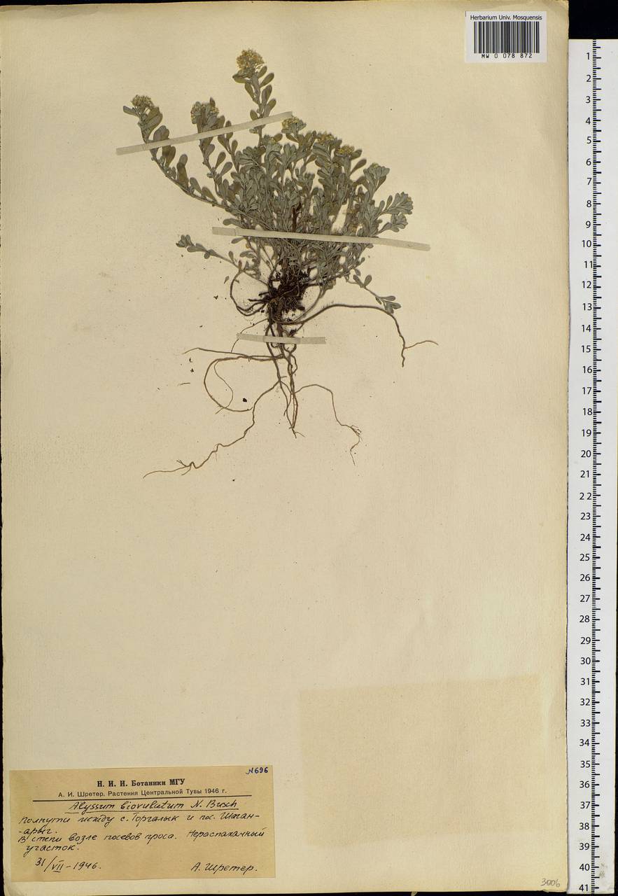Odontarrhena obovata C.A.Mey., Siberia, Altai & Sayany Mountains (S2) (Russia)