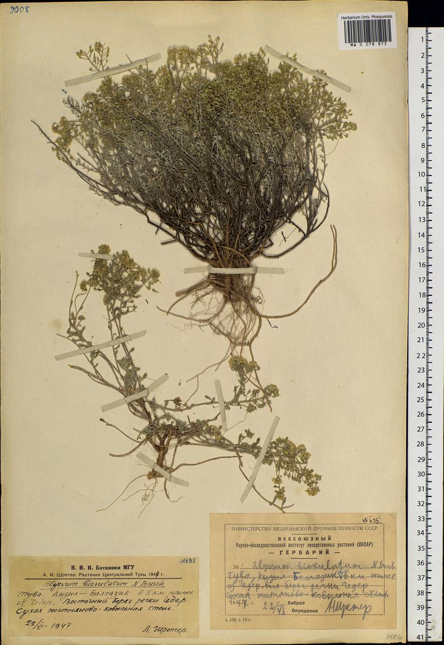 Odontarrhena obovata C. A. Mey., Siberia, Altai & Sayany Mountains (S2) (Russia)