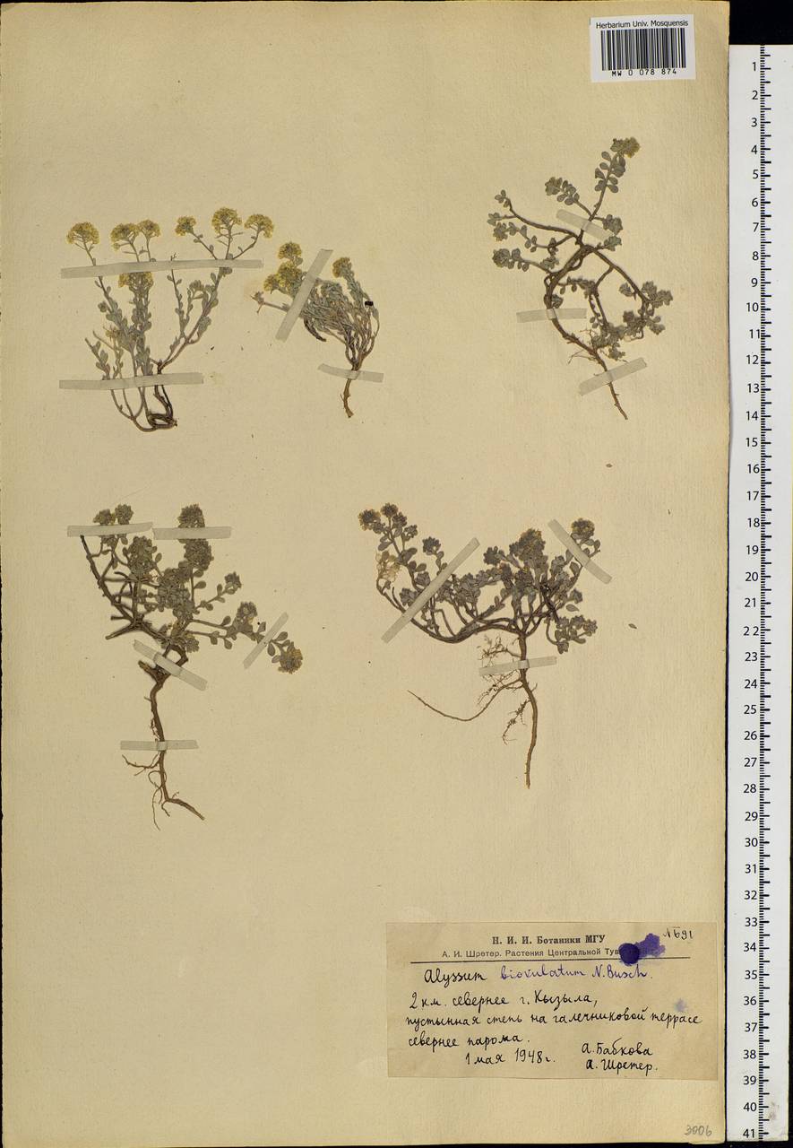 Odontarrhena obovata C. A. Mey., Siberia, Altai & Sayany Mountains (S2) (Russia)