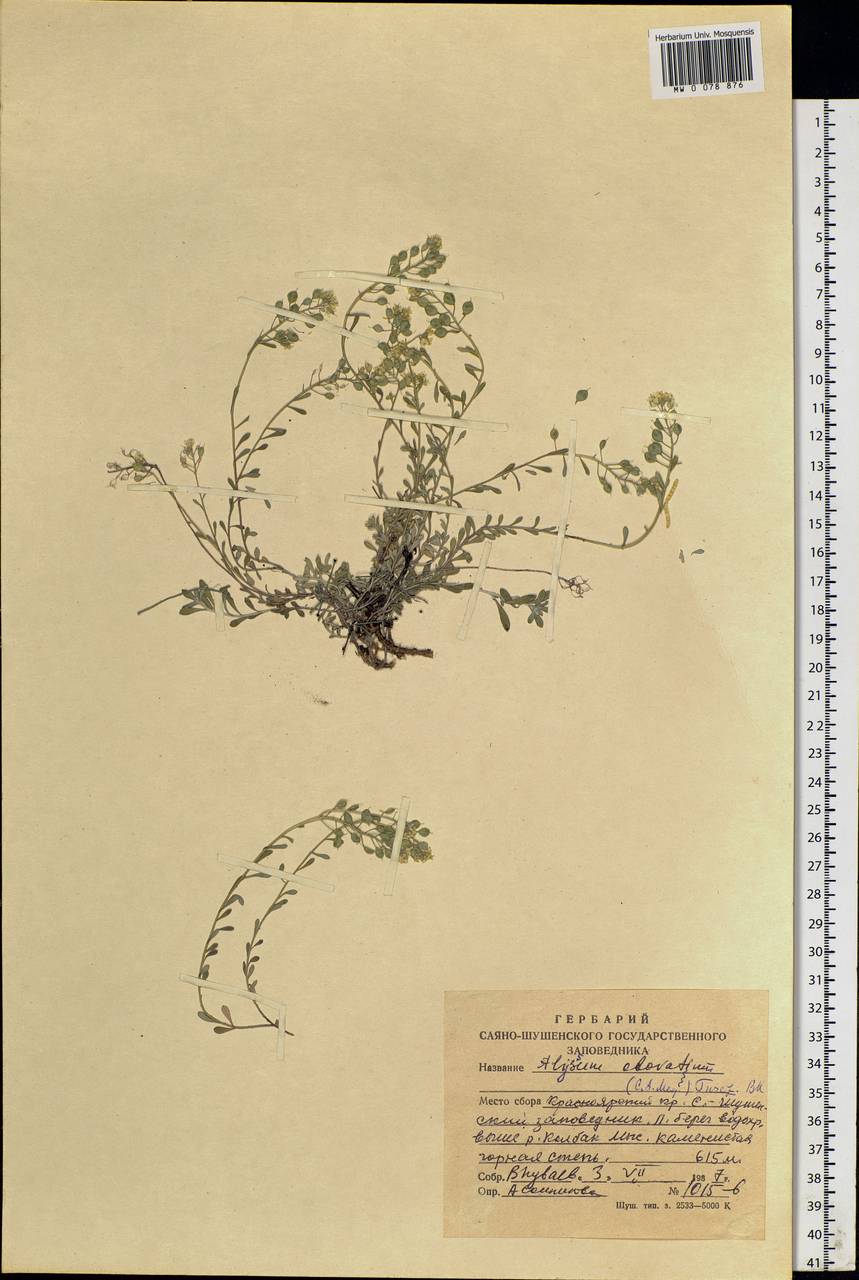 Odontarrhena obovata C. A. Mey., Siberia, Altai & Sayany Mountains (S2) (Russia)