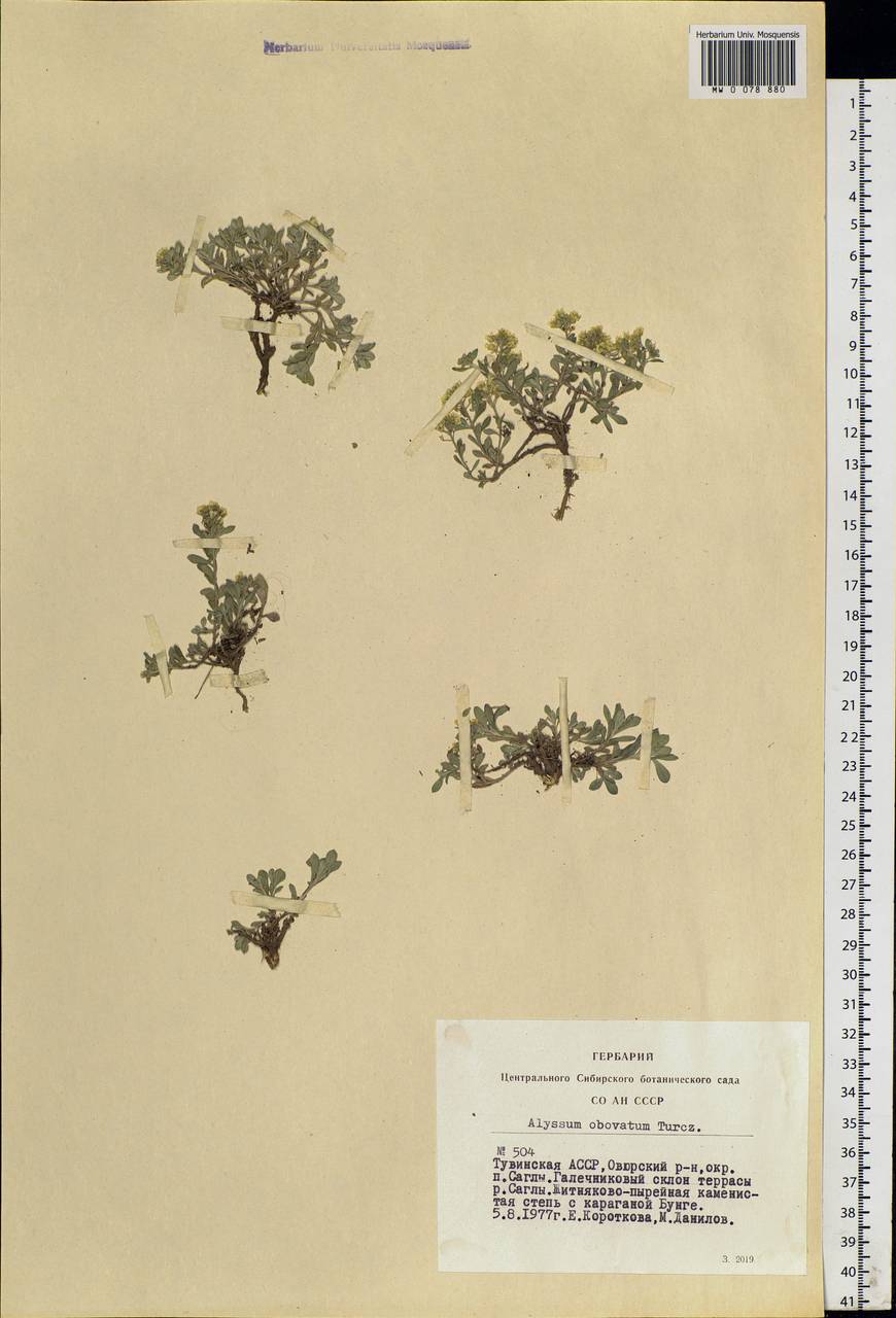 Odontarrhena obovata C. A. Mey., Siberia, Altai & Sayany Mountains (S2) (Russia)