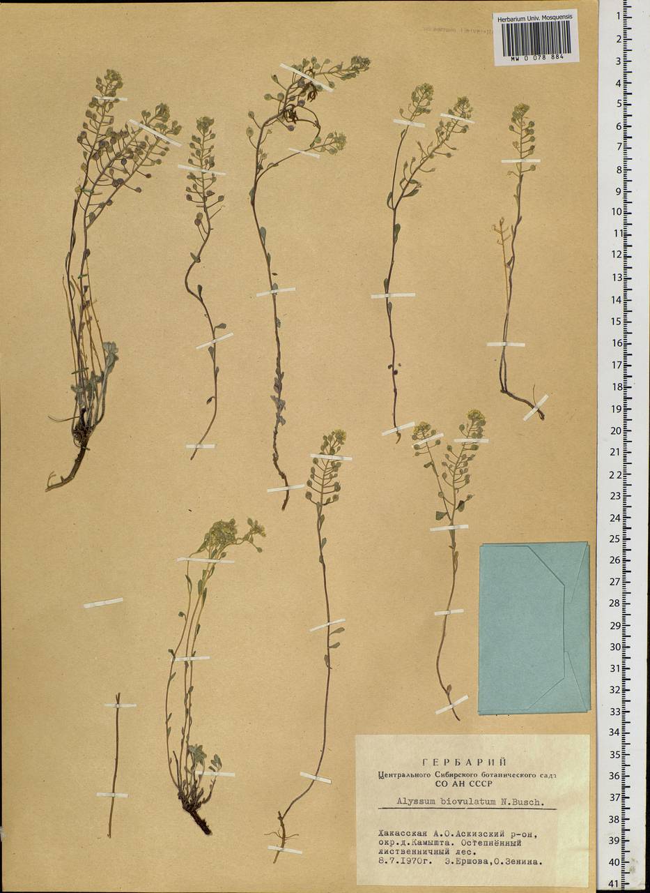 Odontarrhena obovata C.A.Mey., Siberia, Altai & Sayany Mountains (S2) (Russia)