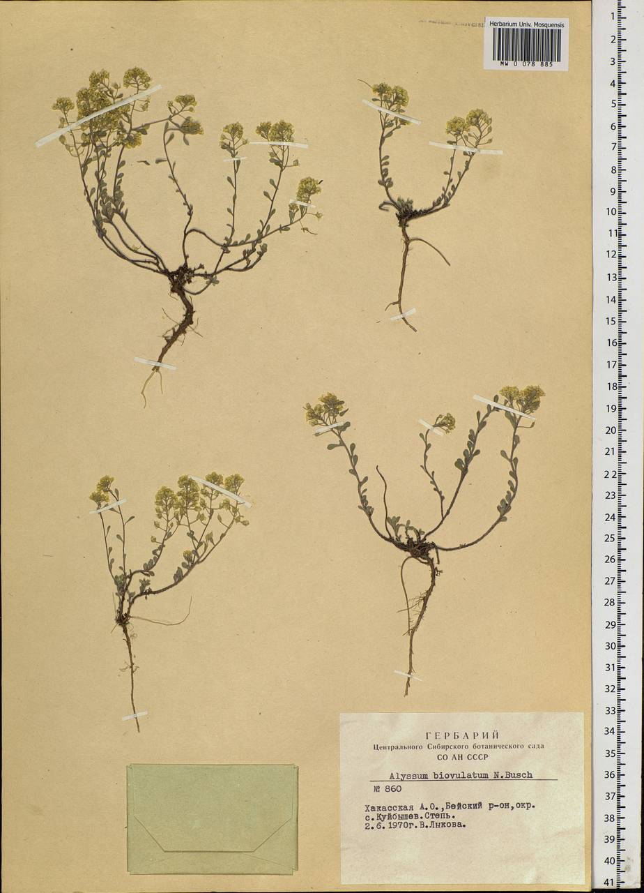 Odontarrhena obovata C. A. Mey., Siberia, Altai & Sayany Mountains (S2) (Russia)