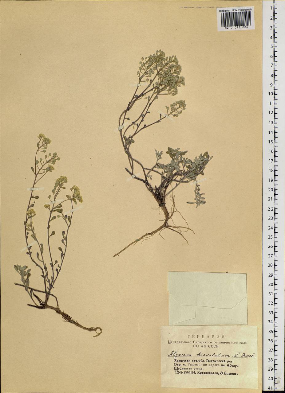 Odontarrhena obovata C.A.Mey., Siberia, Altai & Sayany Mountains (S2) (Russia)