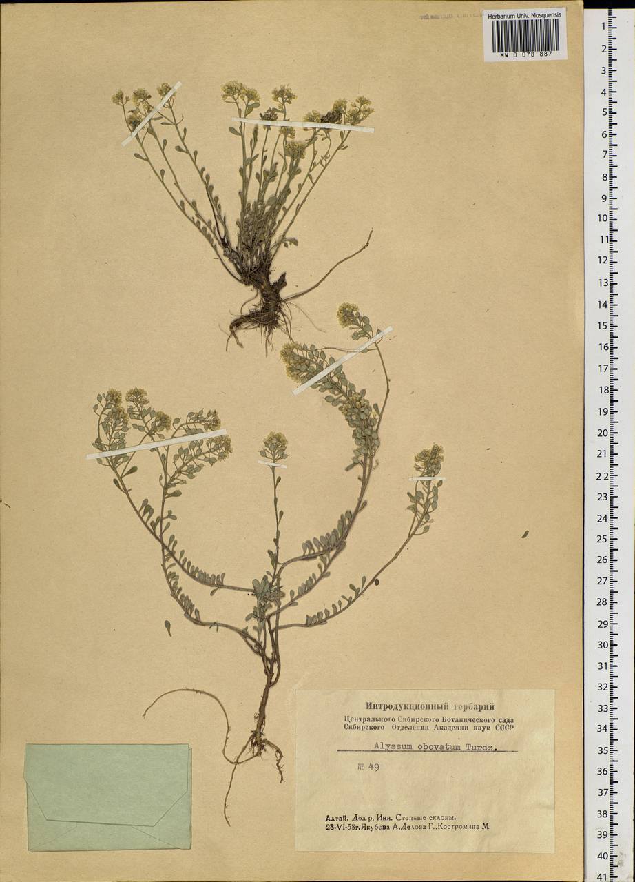 Odontarrhena obovata C. A. Mey., Siberia, Altai & Sayany Mountains (S2) (Russia)