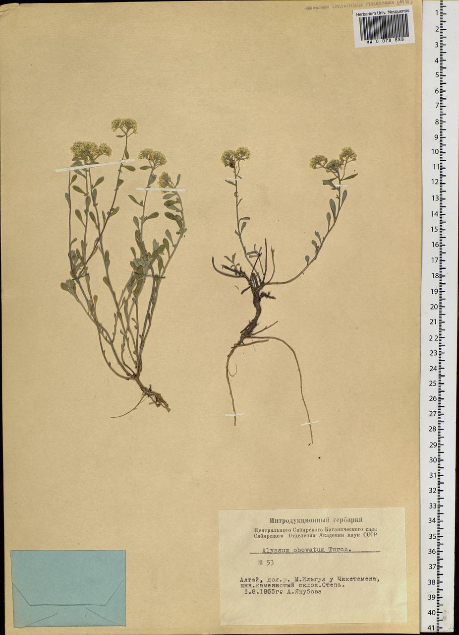 Odontarrhena obovata C. A. Mey., Siberia, Altai & Sayany Mountains (S2) (Russia)