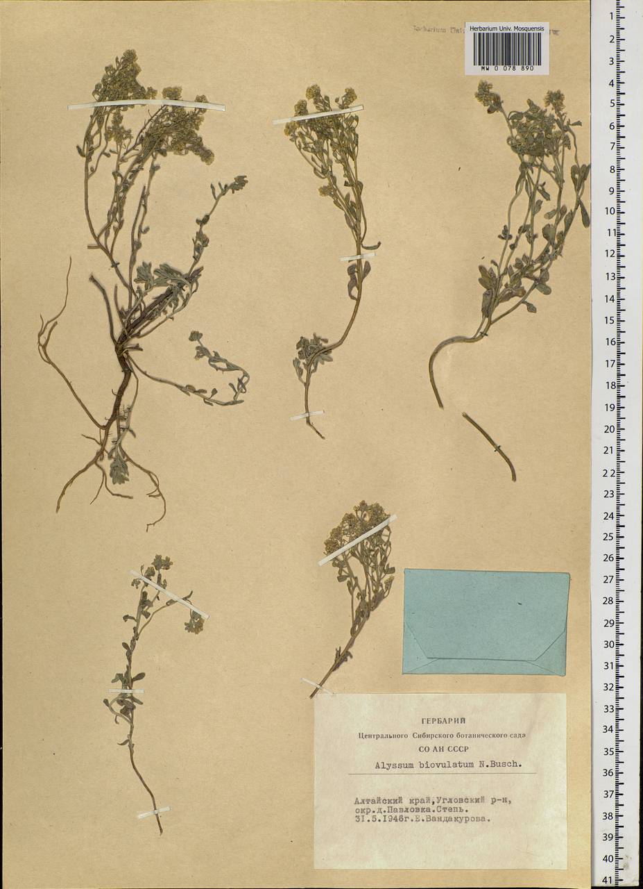 Odontarrhena obovata C. A. Mey., Siberia, Altai & Sayany Mountains (S2) (Russia)