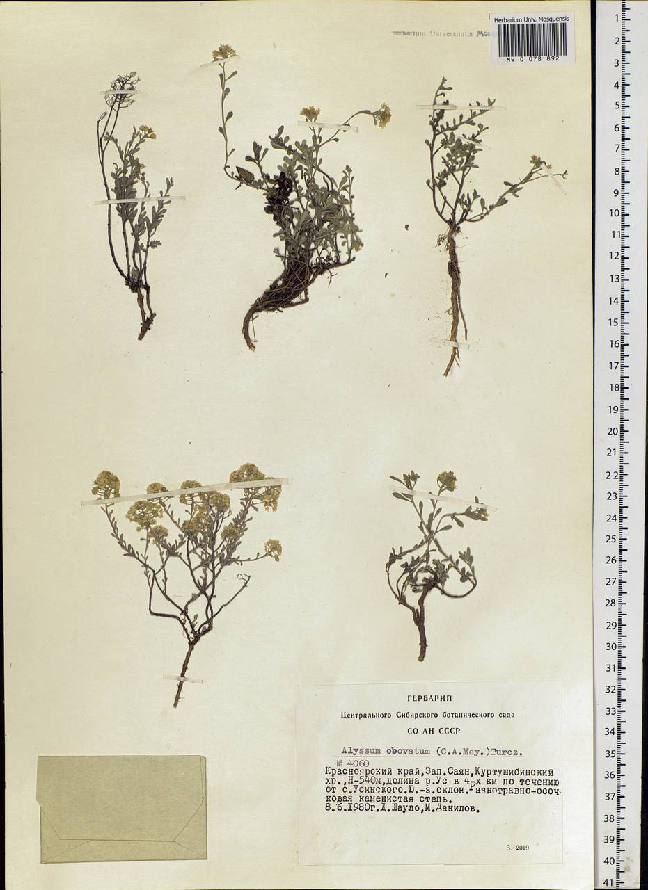 Odontarrhena obovata C. A. Mey., Siberia, Altai & Sayany Mountains (S2) (Russia)