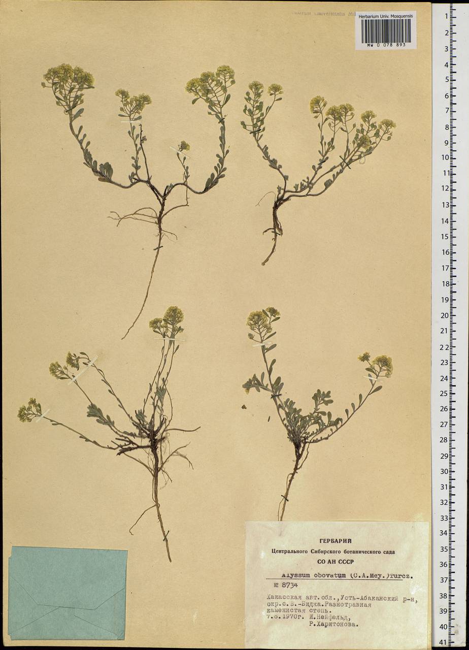 Odontarrhena obovata C. A. Mey., Siberia, Altai & Sayany Mountains (S2) (Russia)