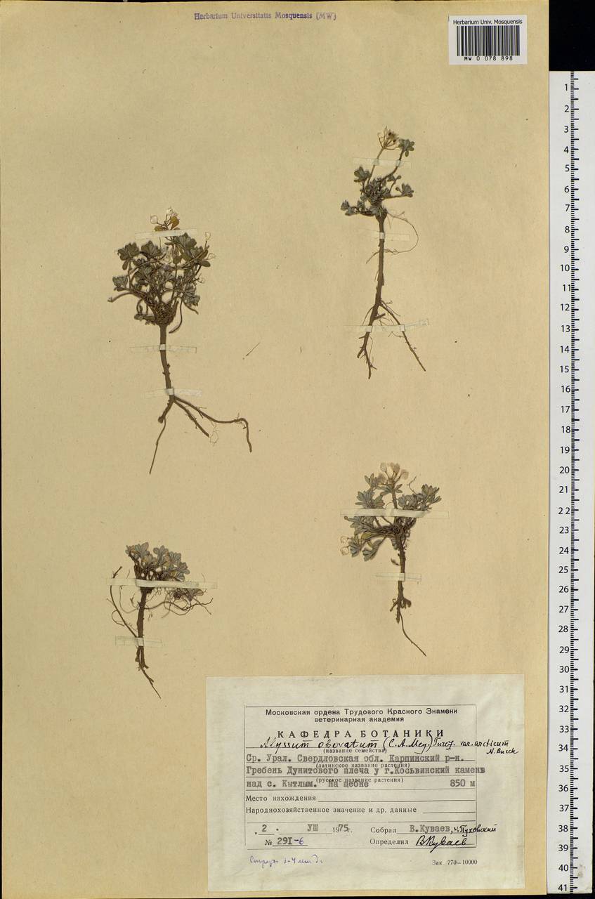 Odontarrhena obovata C. A. Mey., Eastern Europe, Eastern region (E10) (Russia)