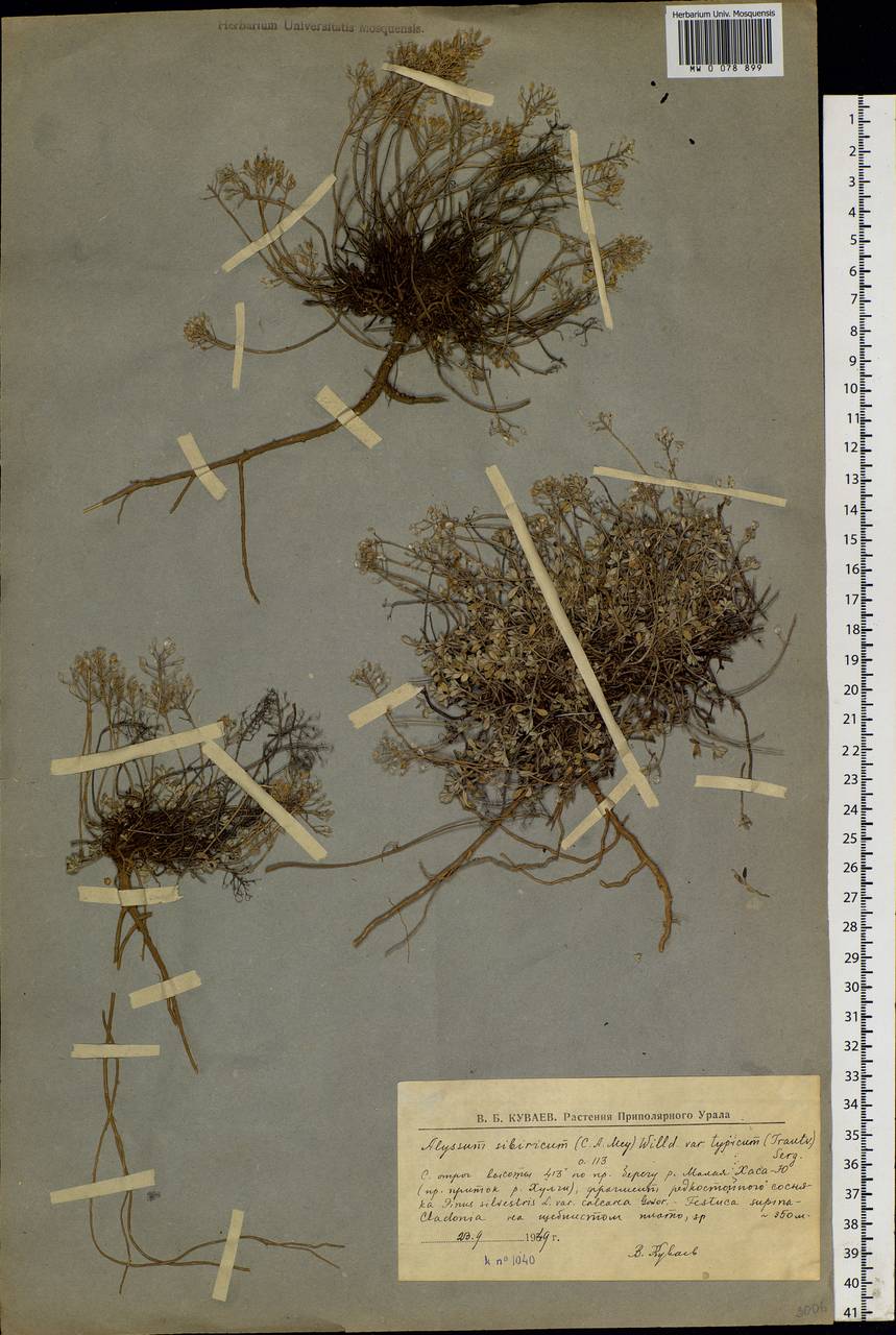 Odontarrhena obovata C. A. Mey., Siberia, Western Siberia (S1) (Russia)