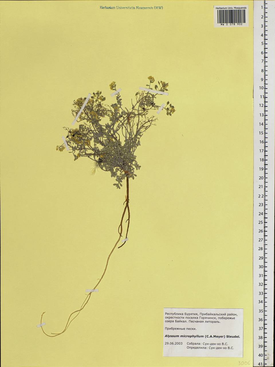 Odontarrhena obovata C. A. Mey., Siberia, Baikal & Transbaikal region (S4) (Russia)