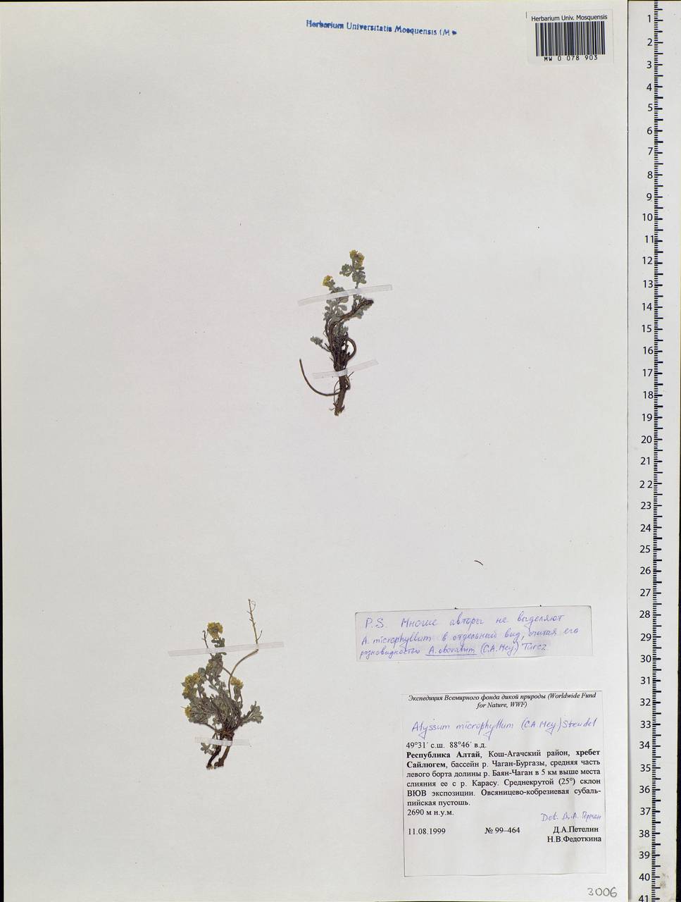 Odontarrhena obovata C.A.Mey., Siberia, Altai & Sayany Mountains (S2) (Russia)