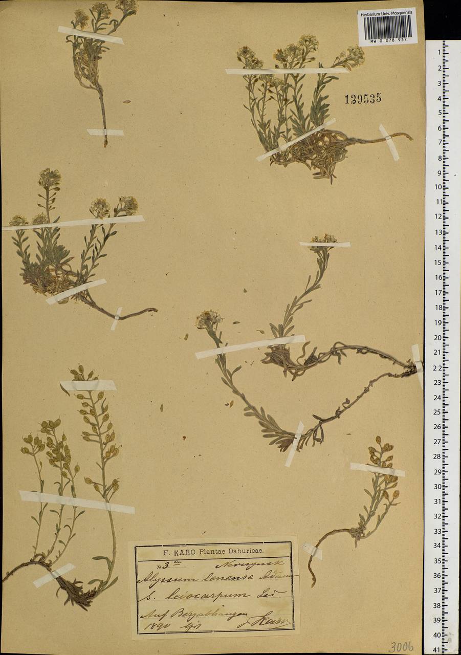 Alyssum lenense Adams, Siberia, Baikal & Transbaikal region (S4) (Russia)