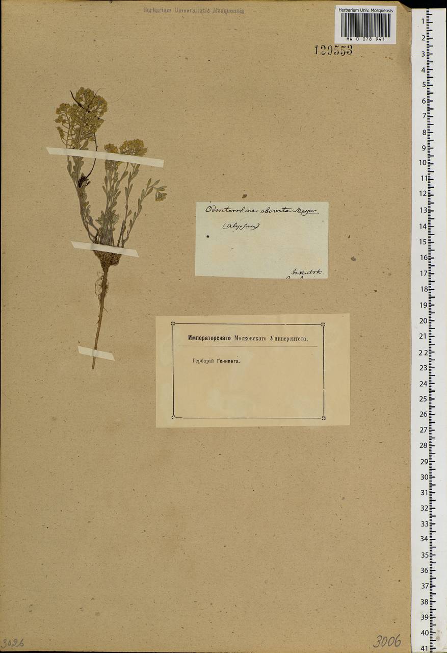 Alyssum lenense Adams, Siberia, Baikal & Transbaikal region (S4) (Russia)