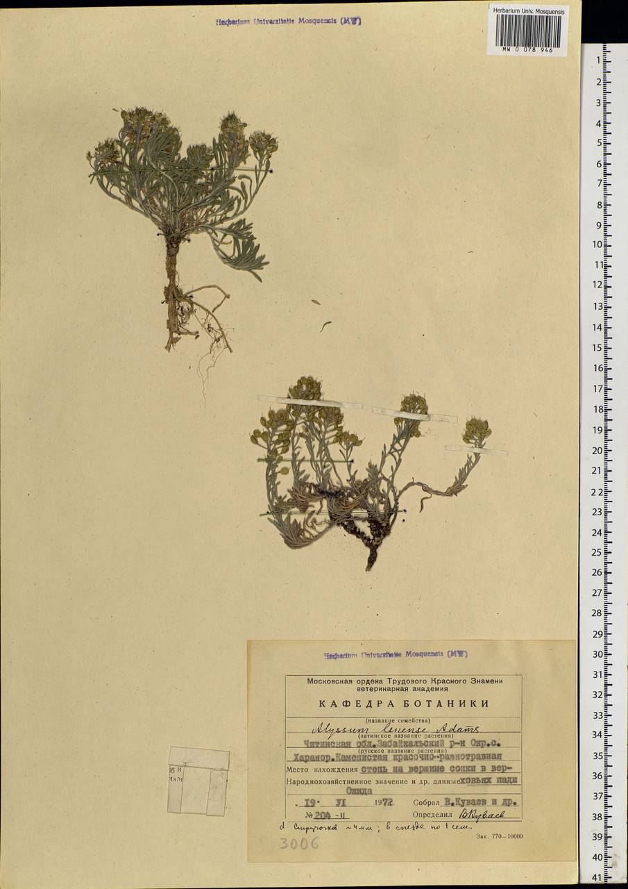 Alyssum lenense Adams, Siberia, Baikal & Transbaikal region (S4) (Russia)