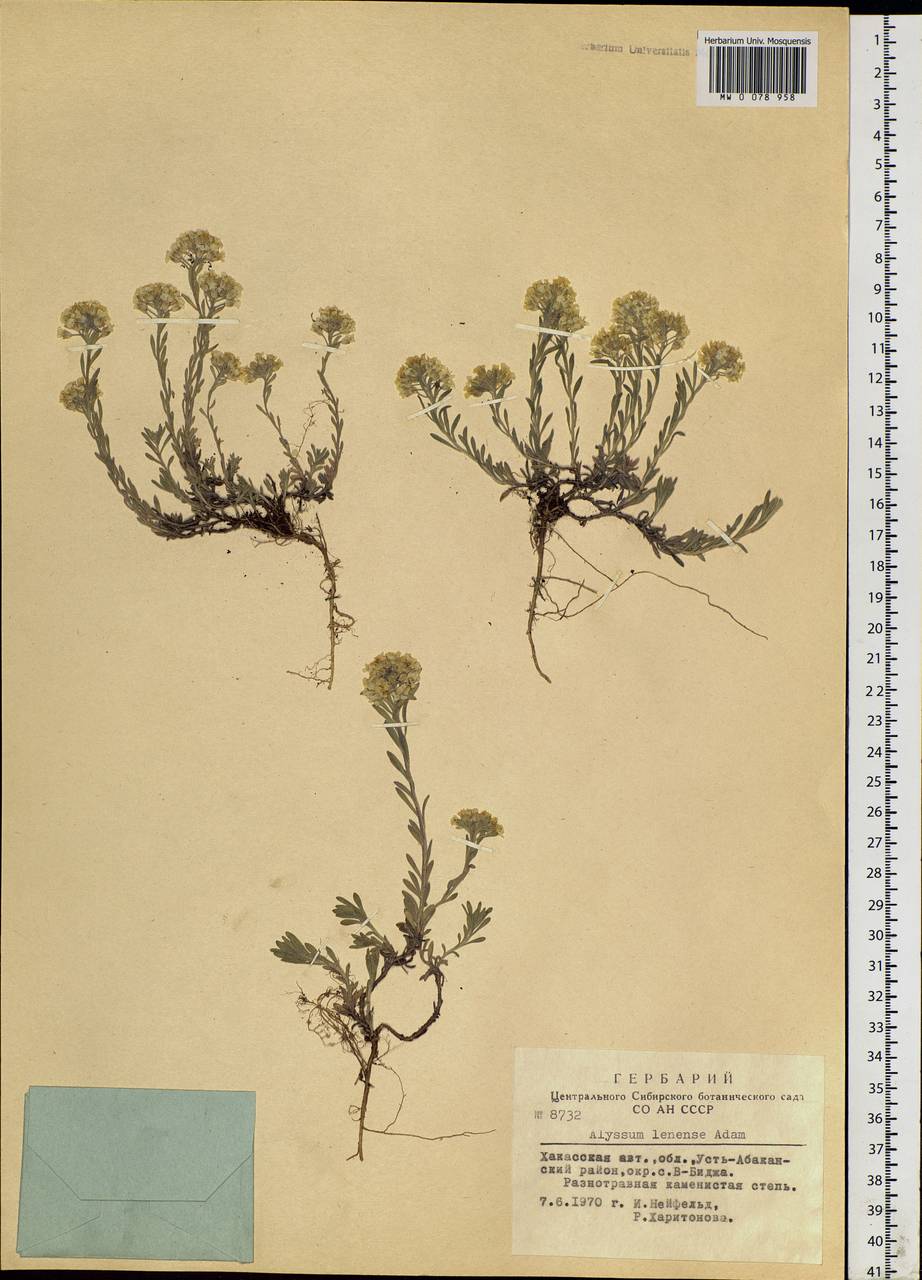 Alyssum lenense Adams, Siberia, Altai & Sayany Mountains (S2) (Russia)