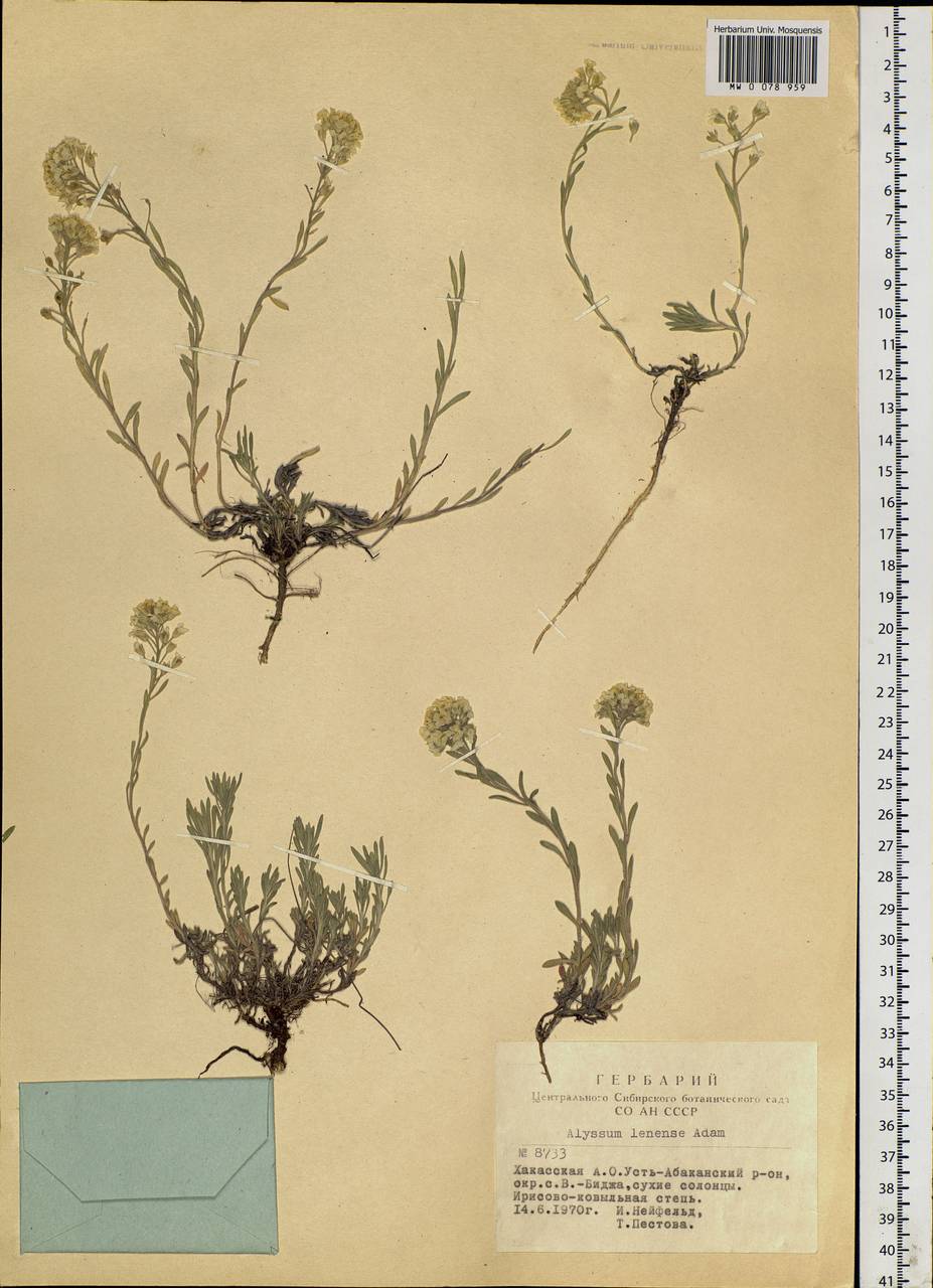 Alyssum lenense Adams, Siberia, Altai & Sayany Mountains (S2) (Russia)