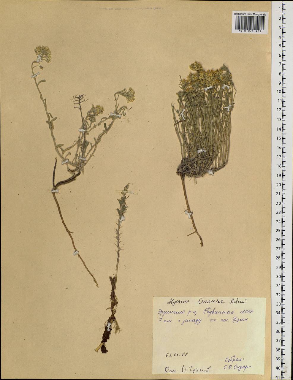 Alyssum lenense Adams, Siberia, Altai & Sayany Mountains (S2) (Russia)