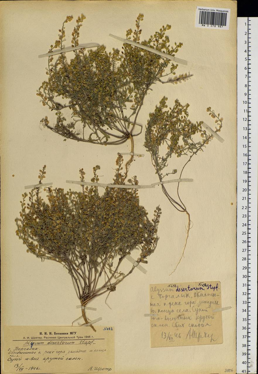 Alyssum turkestanicum Regel & Schmalh., Siberia, Altai & Sayany Mountains (S2) (Russia)