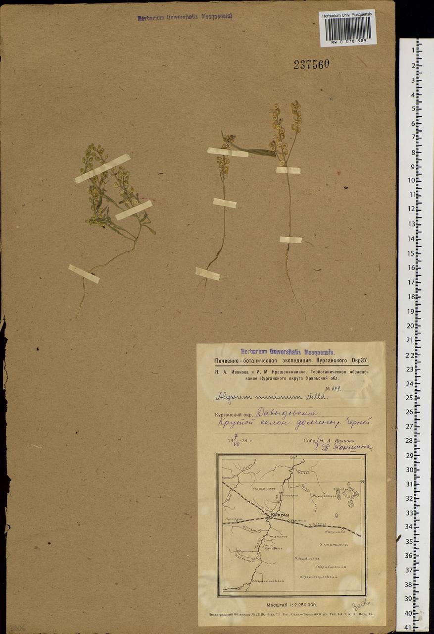 Alyssum turkestanicum Regel & Schmalh., Siberia, Western Siberia (S1) (Russia)