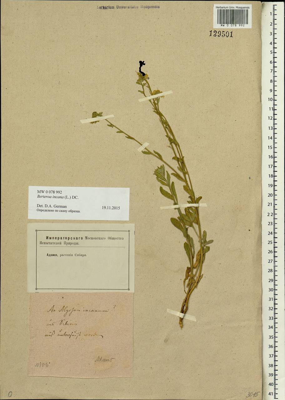 Berteroa incana (L.) DC., Siberia (no precise locality) (S0) (Russia)