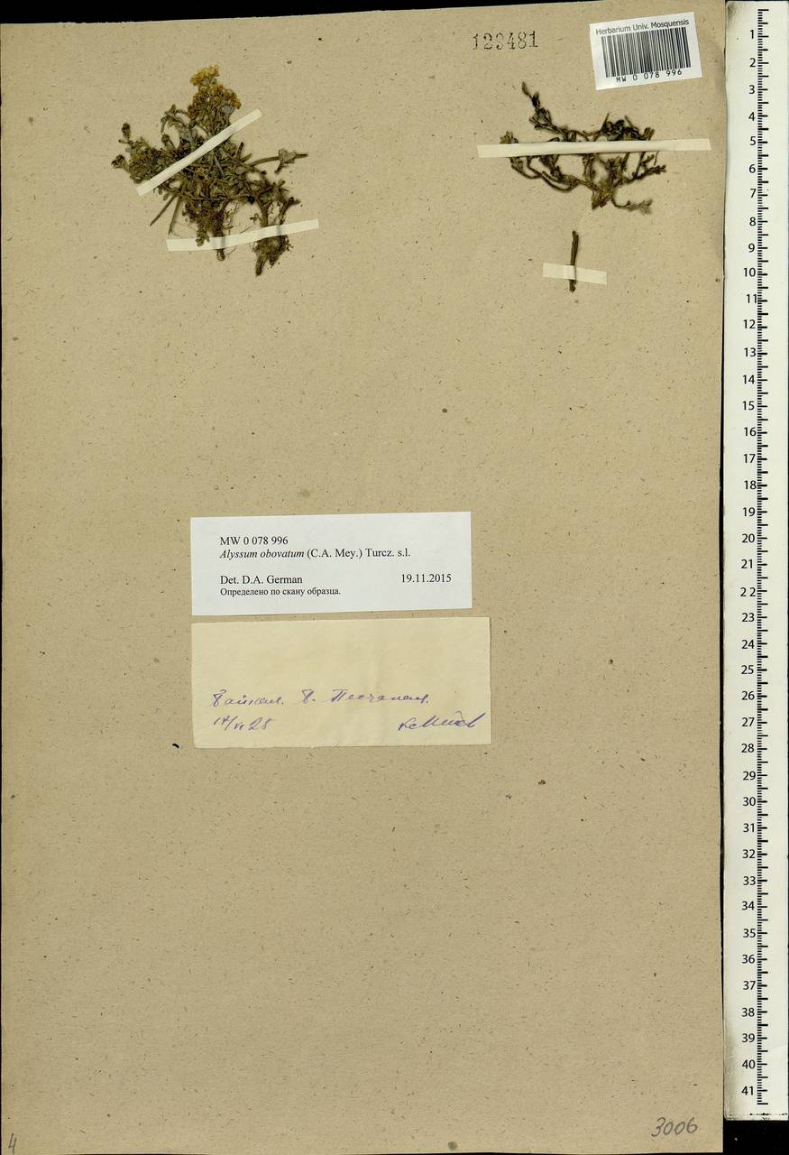 Odontarrhena obovata C. A. Mey., Siberia, Baikal & Transbaikal region (S4) (Russia)