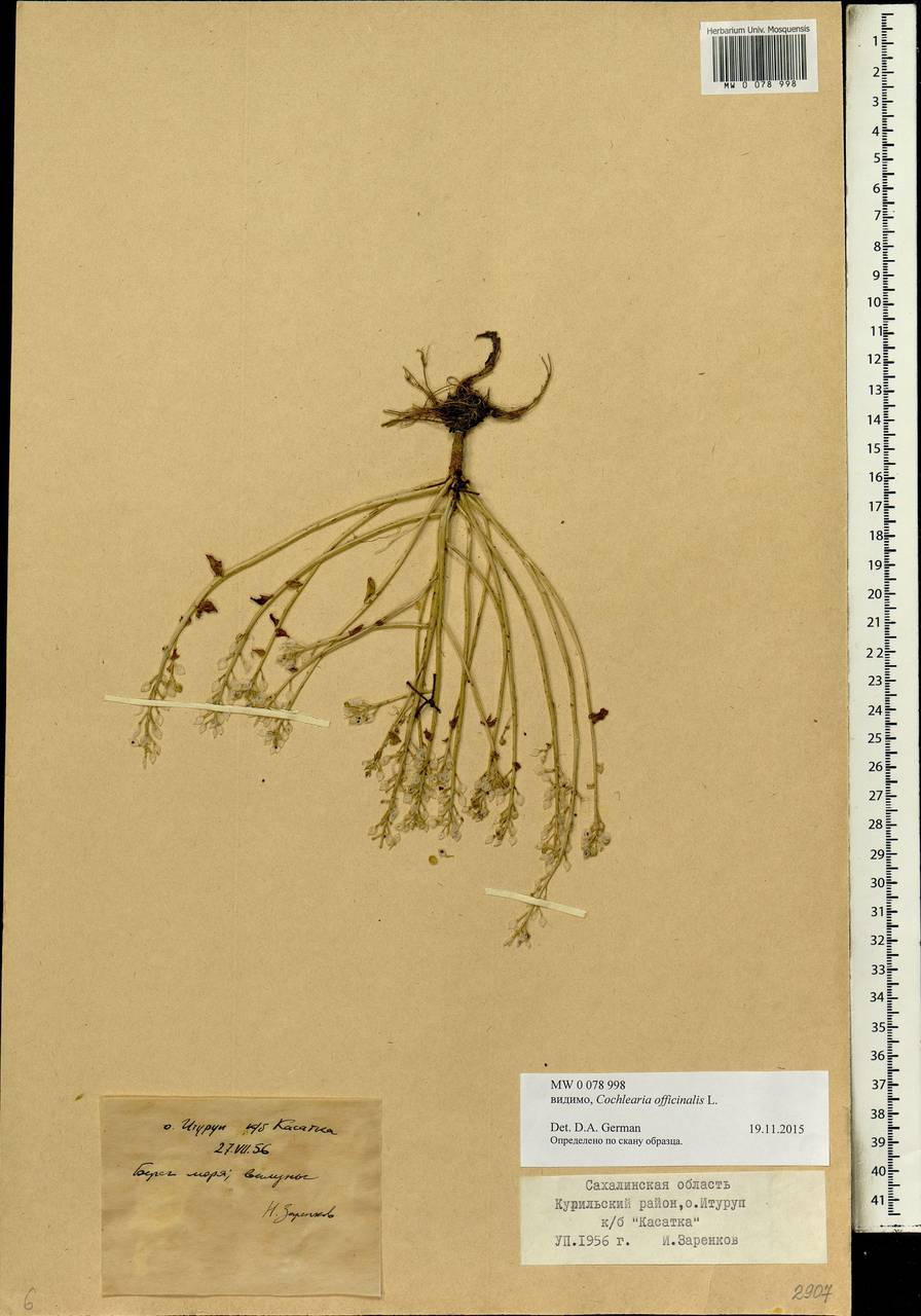 Cochlearia officinalis L., Siberia, Russian Far East (S6) (Russia)