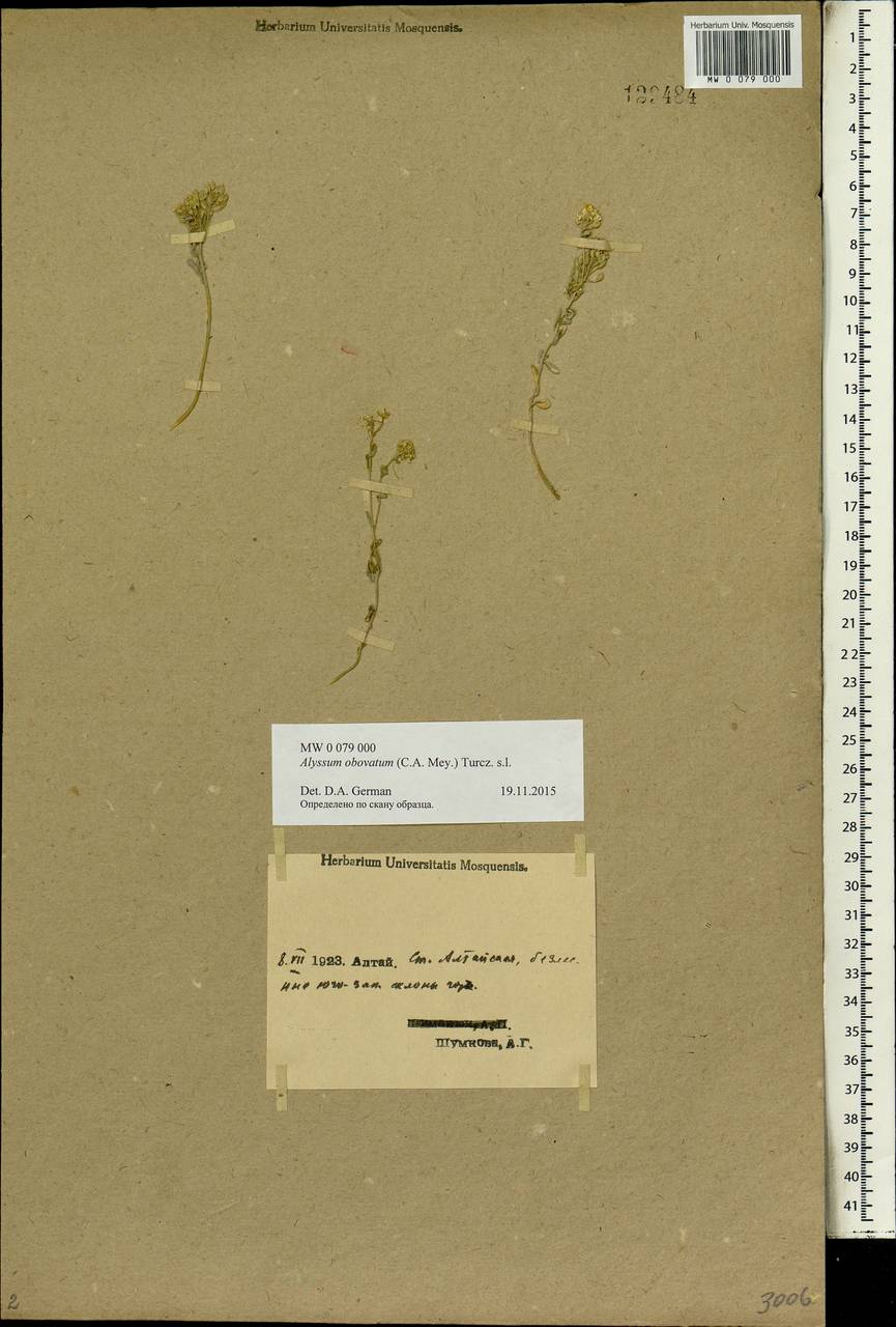 Odontarrhena obovata C. A. Mey., Siberia, Western (Kazakhstan) Altai Mountains (S2a) (Kazakhstan)