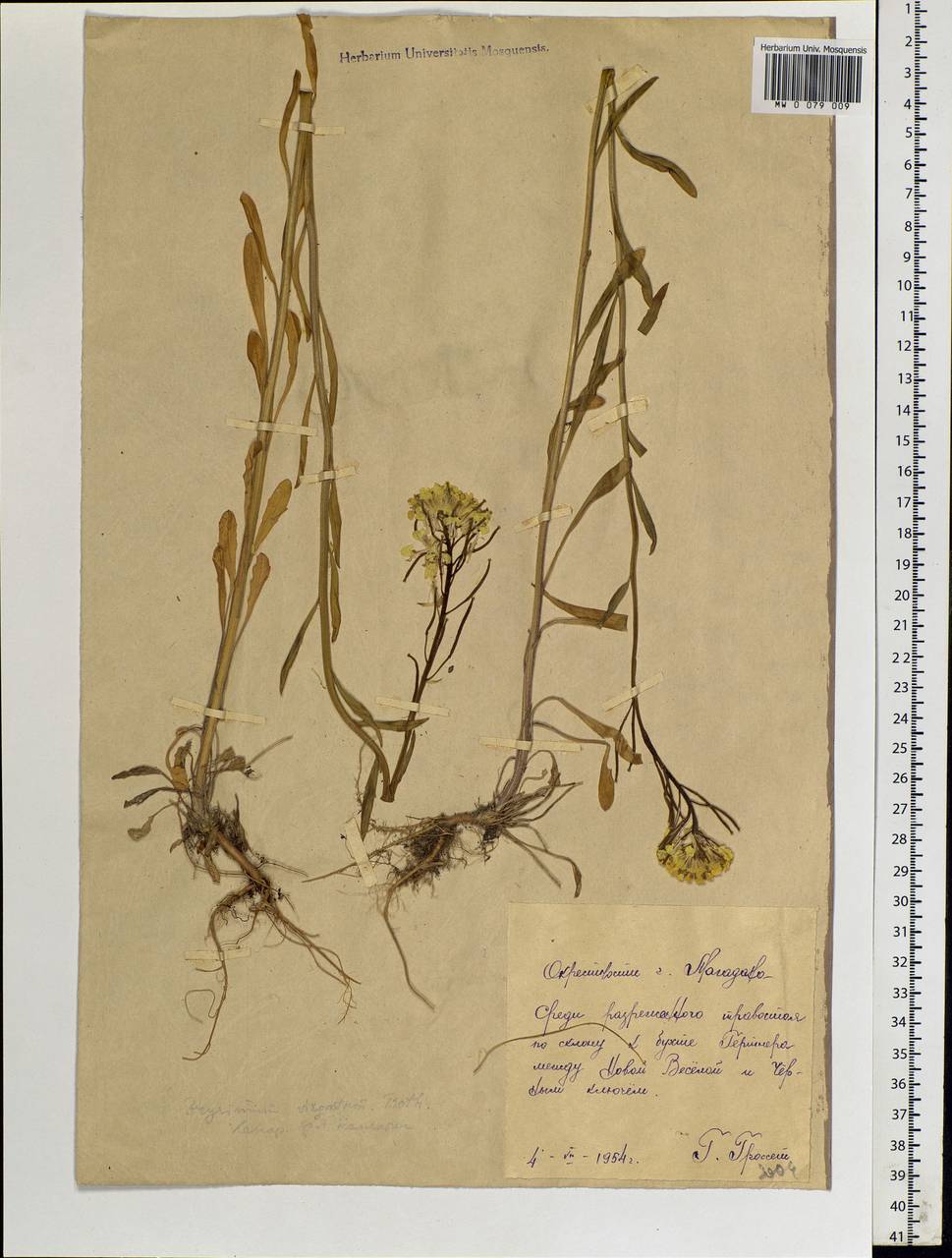 Erysimum virgatum Roth, Siberia, Chukotka & Kamchatka (S7) (Russia)