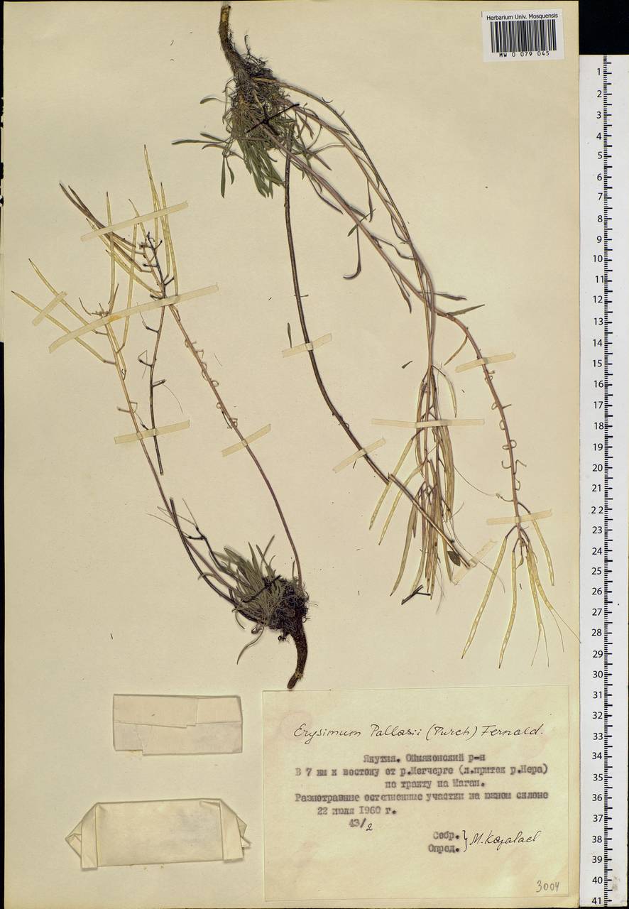 Erysimum redowskii Weinm., Siberia, Yakutia (S5) (Russia)