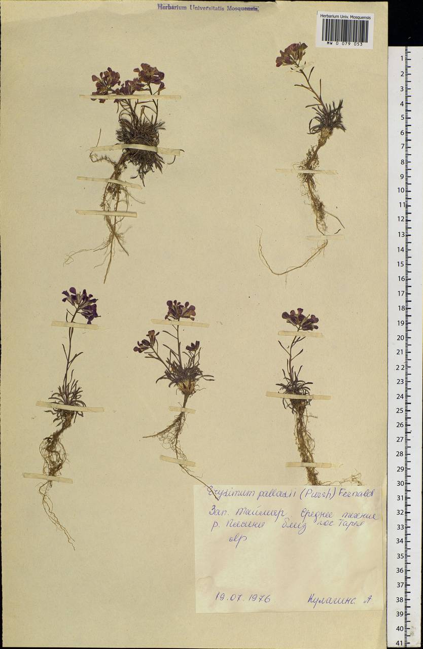 Erysimum redowskii Weinm., Siberia, Central Siberia (S3) (Russia)