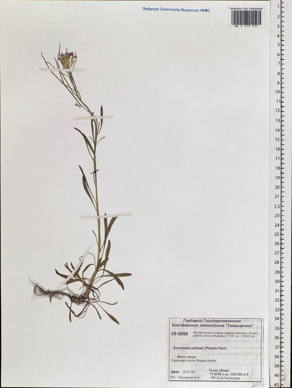 Erysimum redowskii Weinm., Siberia, Central Siberia (S3) (Russia)