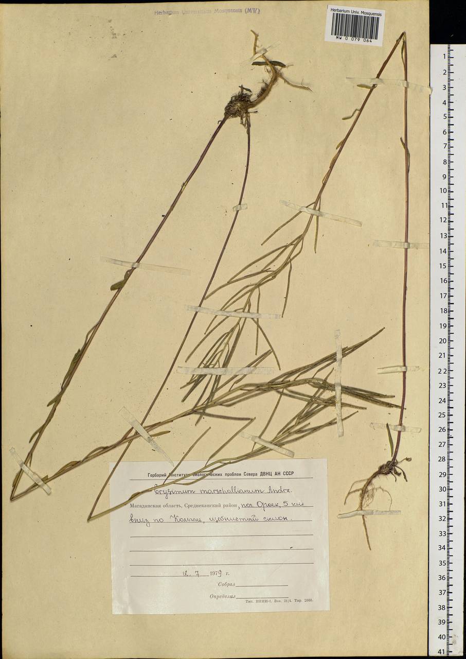 Erysimum hieraciifolium L., Siberia, Chukotka & Kamchatka (S7) (Russia)