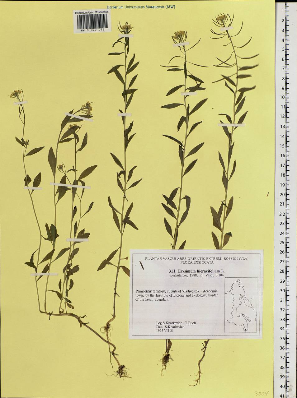 Erysimum hieraciifolium L., Siberia, Russian Far East (S6) (Russia)
