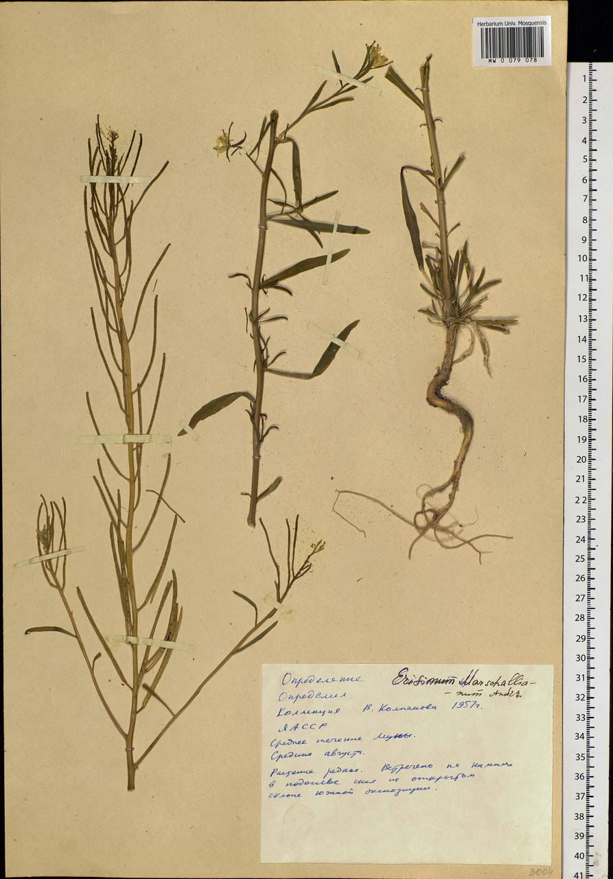 Erysimum odoratum Ehrh., Siberia, Yakutia (S5) (Russia)