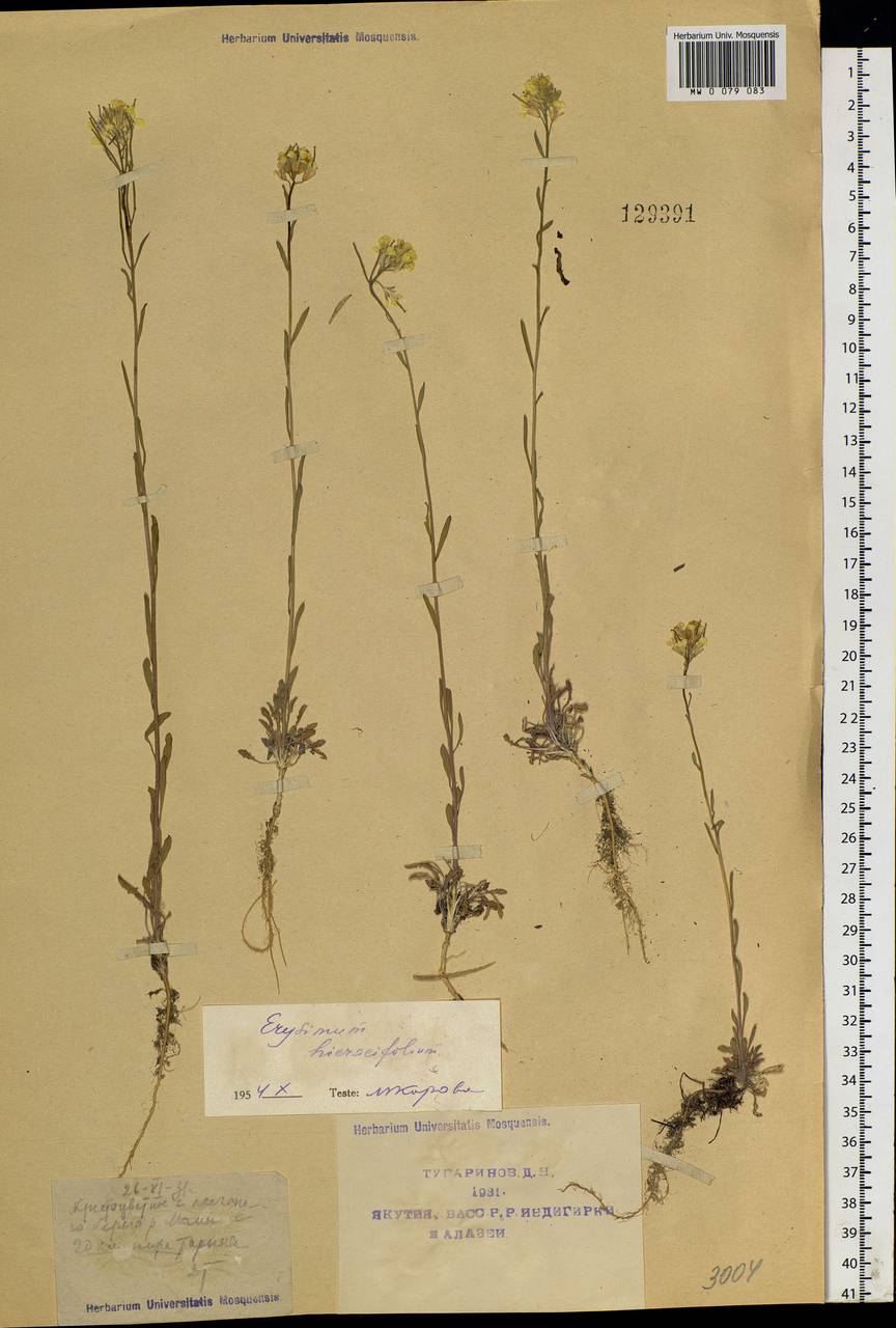 Erysimum hieraciifolium L., Siberia, Yakutia (S5) (Russia)