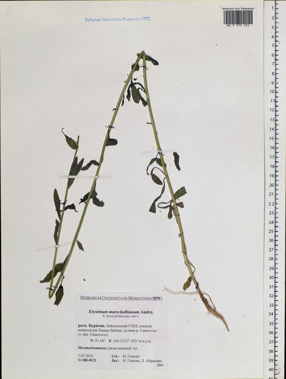 Erysimum odoratum Ehrh., Siberia, Baikal & Transbaikal region (S4) (Russia)