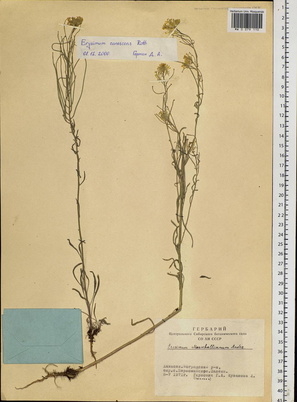 Erysimum odoratum Ehrh., Siberia, Altai & Sayany Mountains (S2) (Russia)