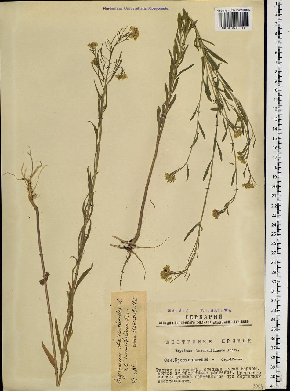 Erysimum odoratum Ehrh., Siberia, Western Siberia (S1) (Russia)