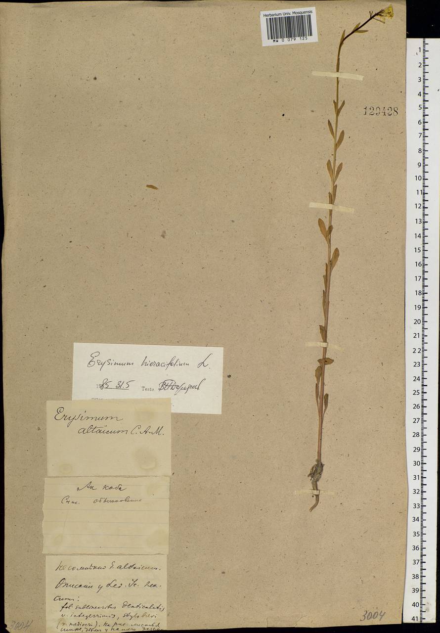 Erysimum hieraciifolium L., Siberia, Western Siberia (S1) (Russia)