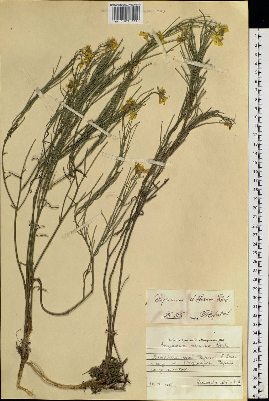 Erysimum diffusum Ehrh., Siberia, Altai & Sayany Mountains (S2) (Russia)