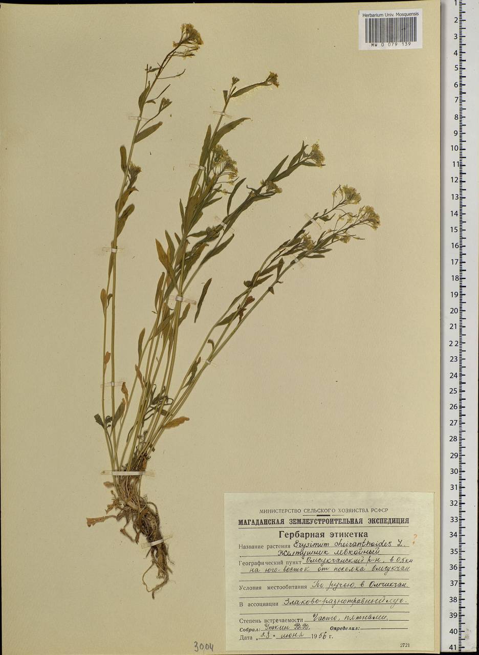 Erysimum cheiranthoides L., Siberia, Chukotka & Kamchatka (S7) (Russia)