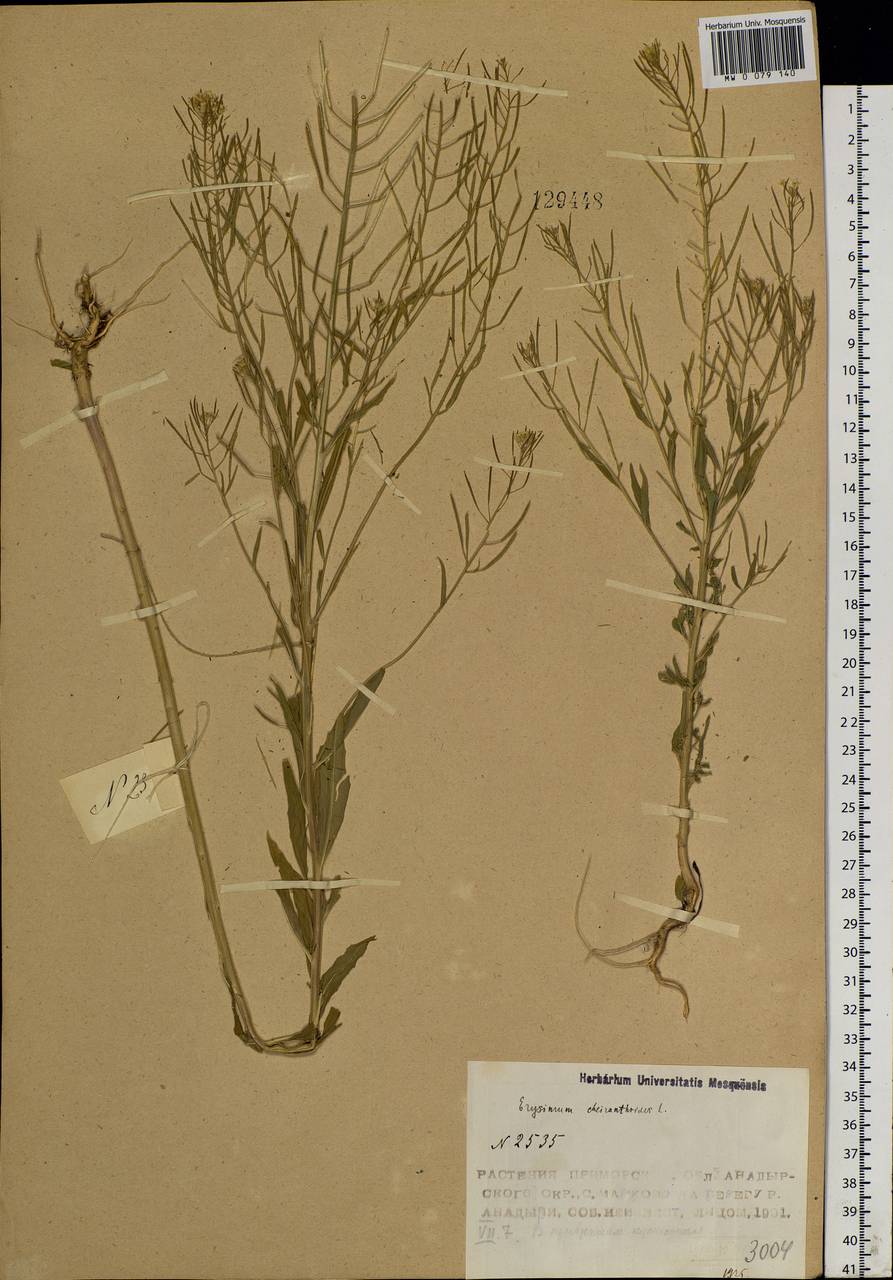 Erysimum cheiranthoides L., Siberia, Chukotka & Kamchatka (S7) (Russia)